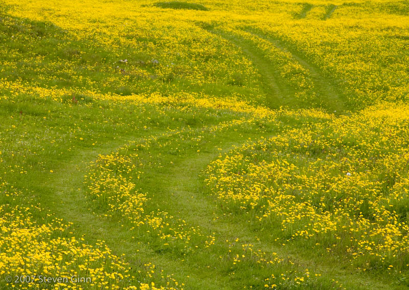 Grass/Yellow flower Track
