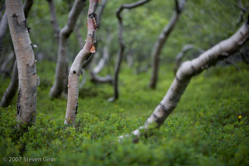 Iceland Trees