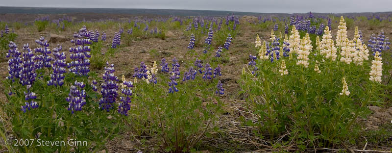 Lupin