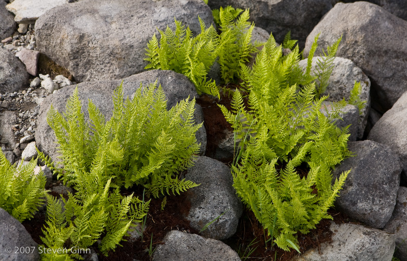 Mountain Ferns