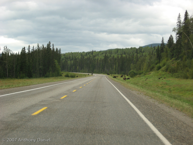 Road with Bison