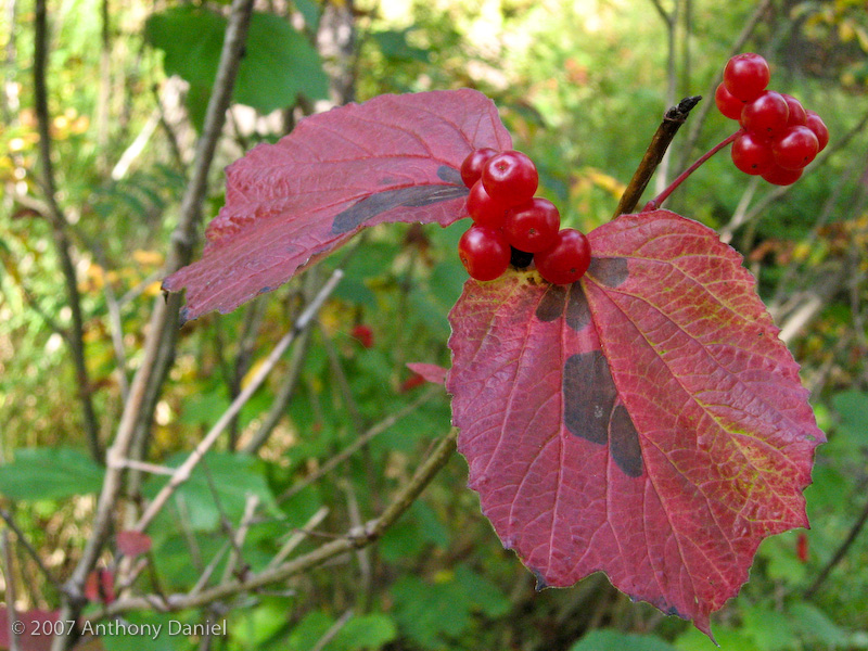 High Brush Cranberries