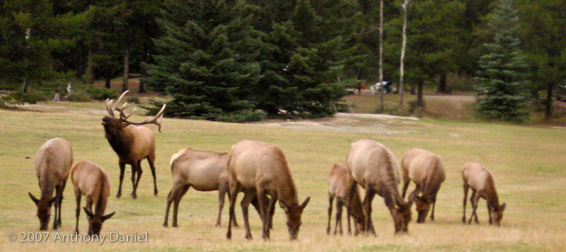 Elk