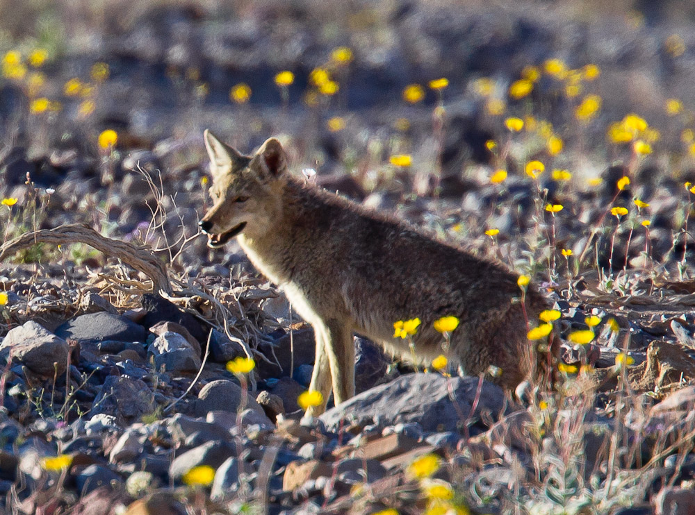 Coyote