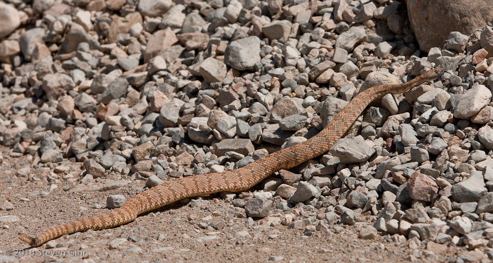 Rattlesnake